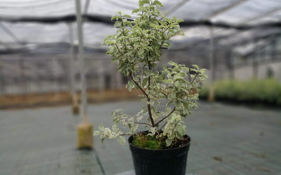 Pittosforo Silver Queen