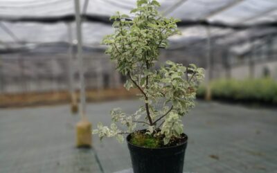 Pittosforo Silver Queen