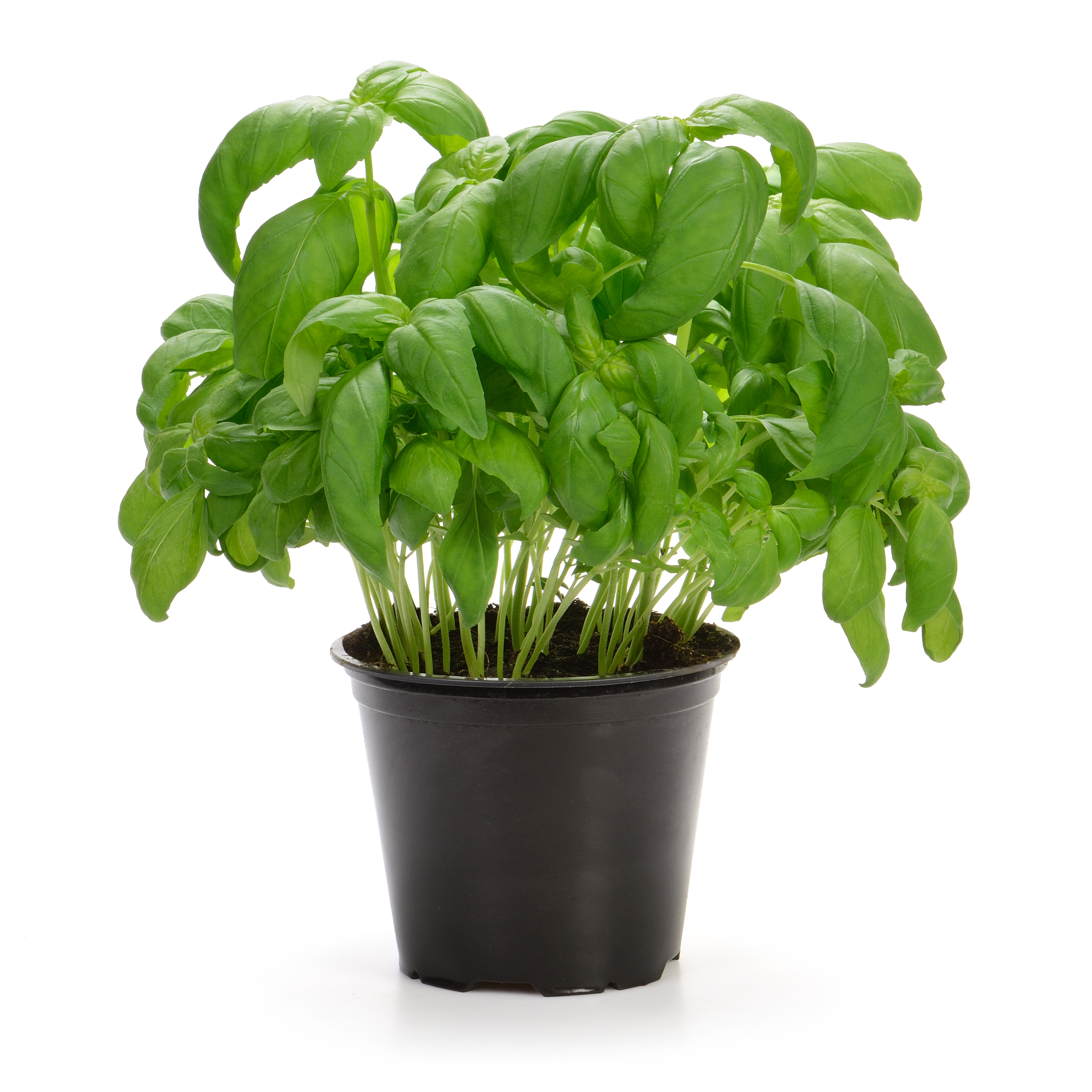 Basilico (Ocimum Basilicum)