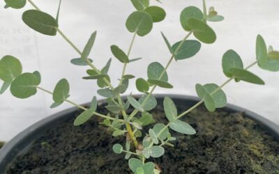 Eucalyptus GUNNIi RIVIERA®